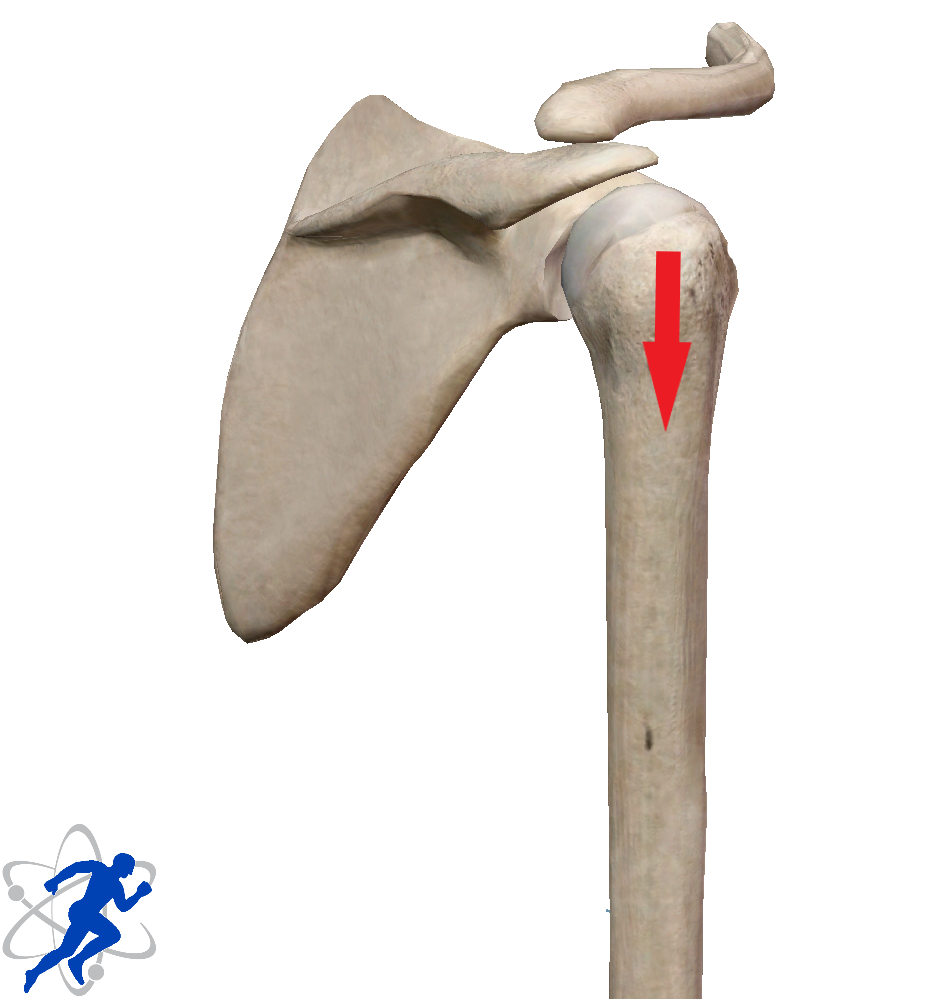 skeleton diagram of rotator cuff